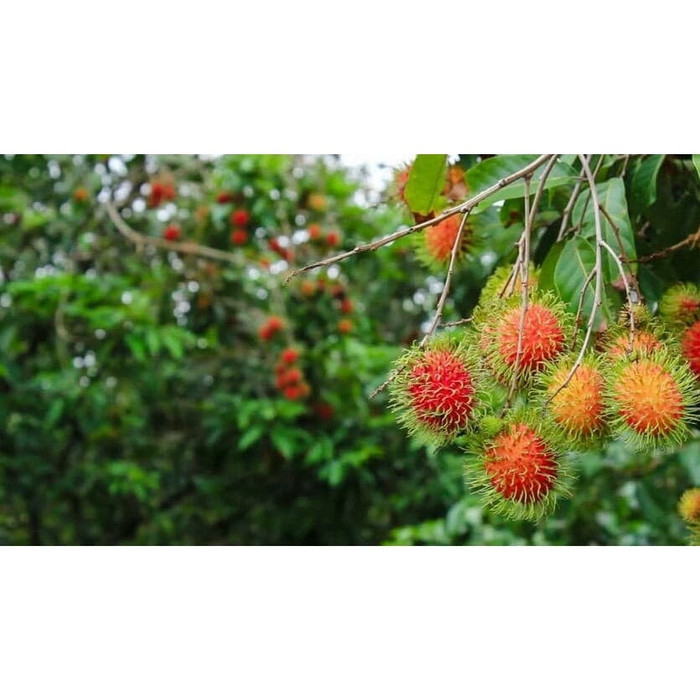 Detail Gambar Buah Rambutan Gambar Buah Anggur Nomer 35