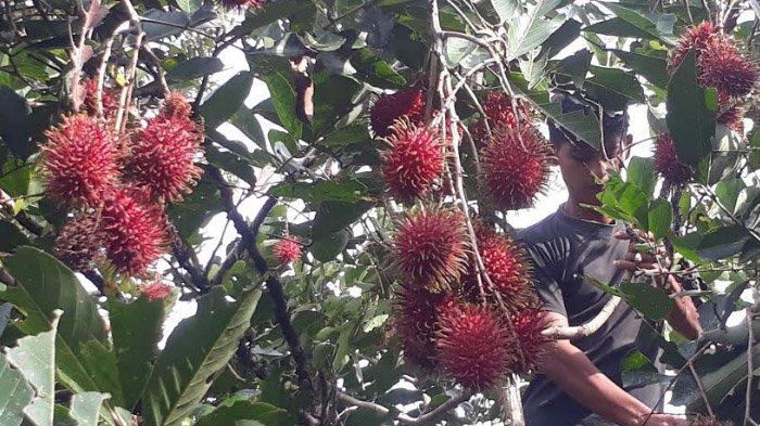 Detail Gambar Buah Rambutan Gambar Buah Anggur Nomer 42