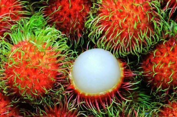 Detail Gambar Buah Rambutan Gambar Buah Anggur Nomer 6