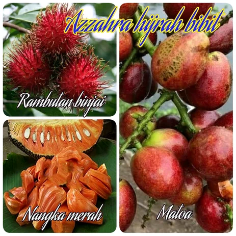 Detail Gambar Buah Rambutan Gambar Buah Anggur Nomer 51