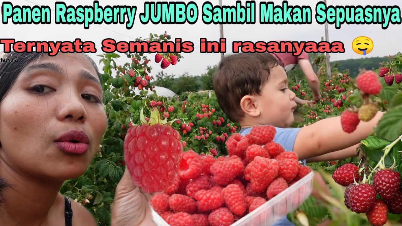 Detail Gambar Buah Raspberry Nomer 12