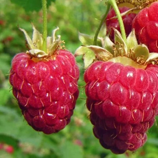 Detail Gambar Buah Raspberry Nomer 19