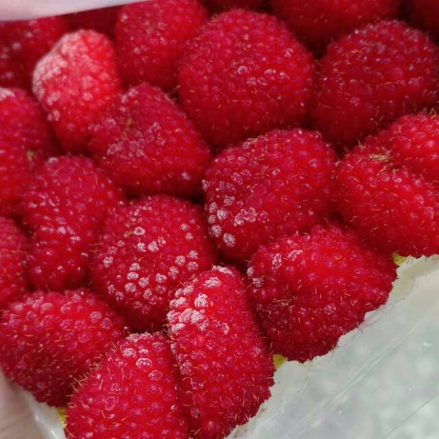 Detail Gambar Buah Raspberry Nomer 23