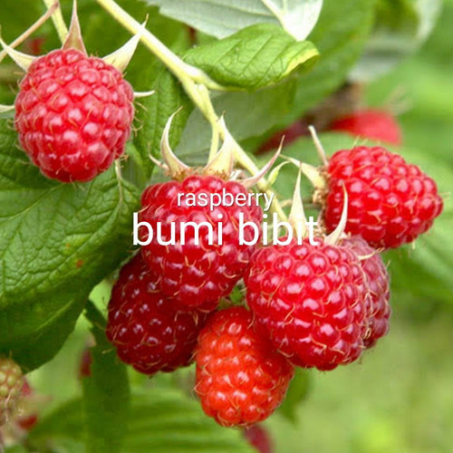 Download Gambar Buah Raspberry Nomer 25