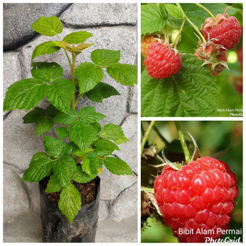 Detail Gambar Buah Raspberry Nomer 28