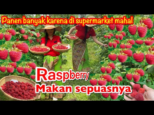 Download Gambar Buah Raspberry Nomer 37