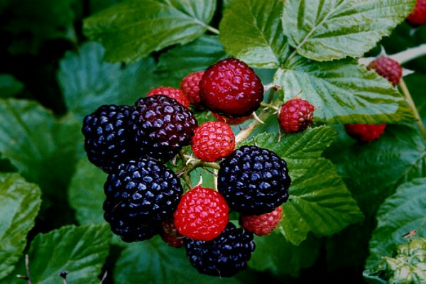 Download Gambar Buah Raspberry Nomer 5