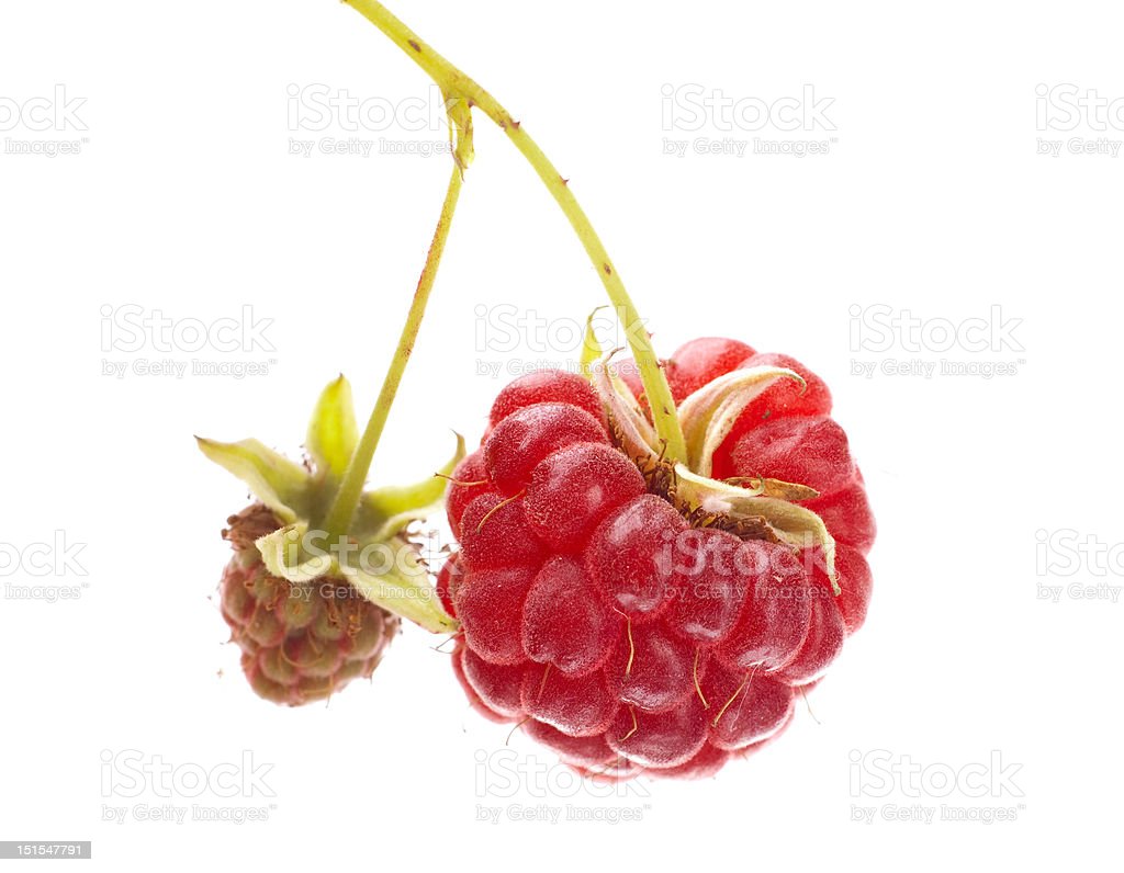 Download Gambar Buah Raspberry Nomer 55