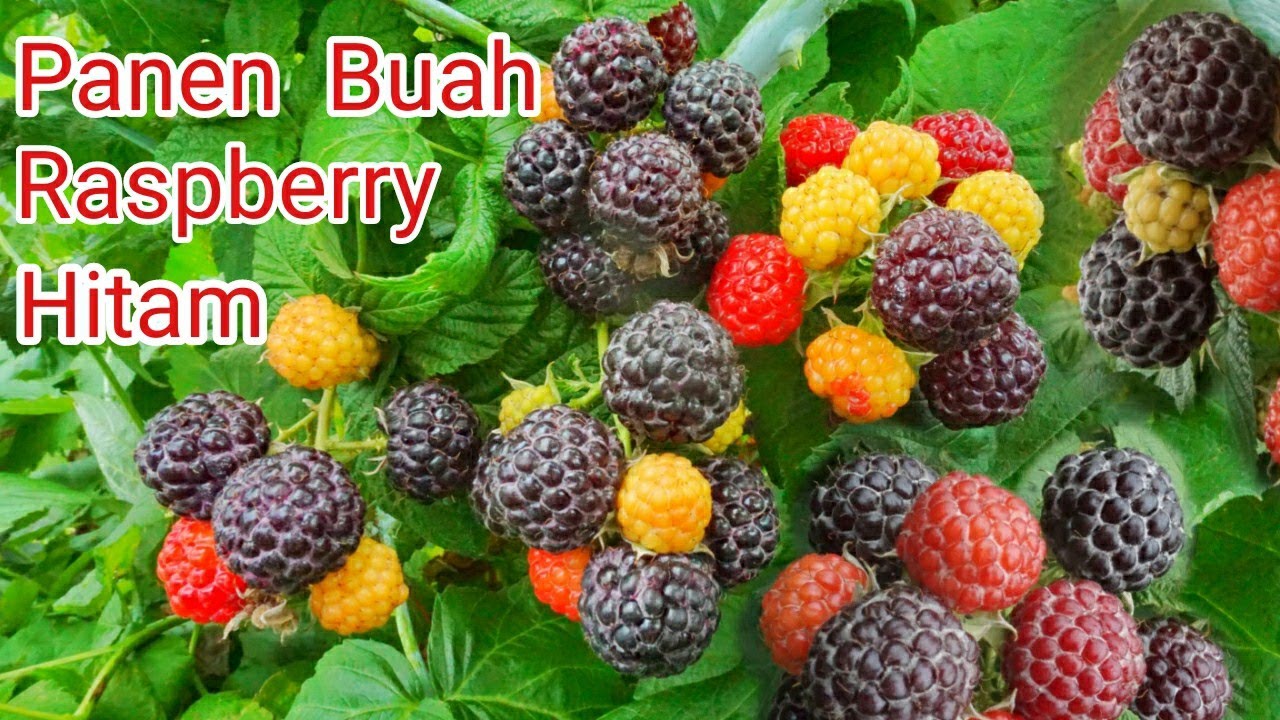 Detail Gambar Buah Raspberry Nomer 8