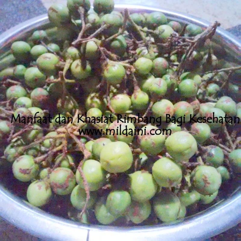 Detail Gambar Buah Rimbang Nomer 35