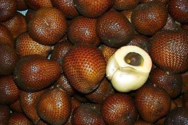 Detail Gambar Buah Salak Bali Nomer 23