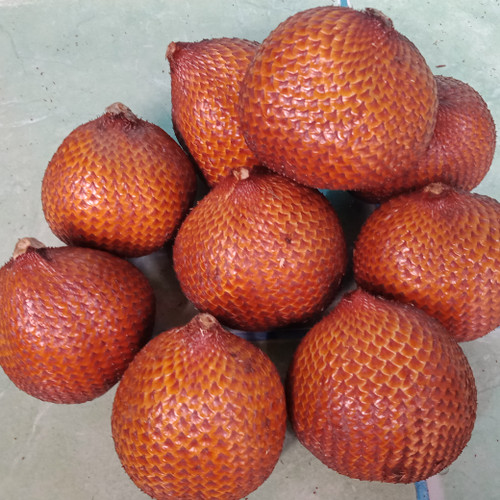 Detail Gambar Buah Salak Bali Nomer 33