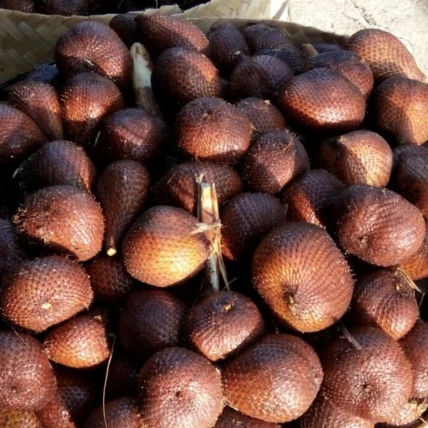 Detail Gambar Buah Salak Bali Nomer 36