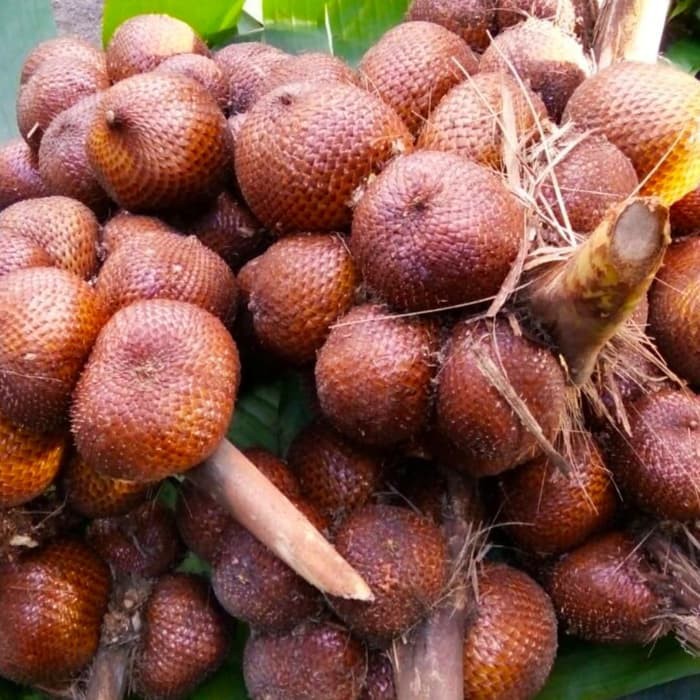 Detail Gambar Buah Salak Bali Nomer 42