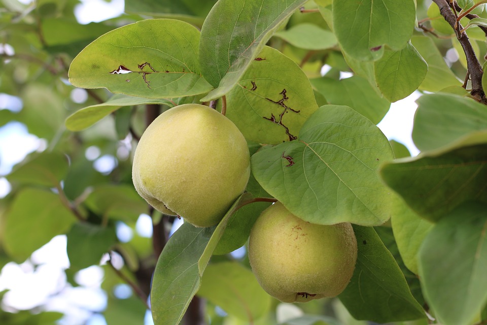 Detail Gambar Buah Segar Di Pohon Nomer 5