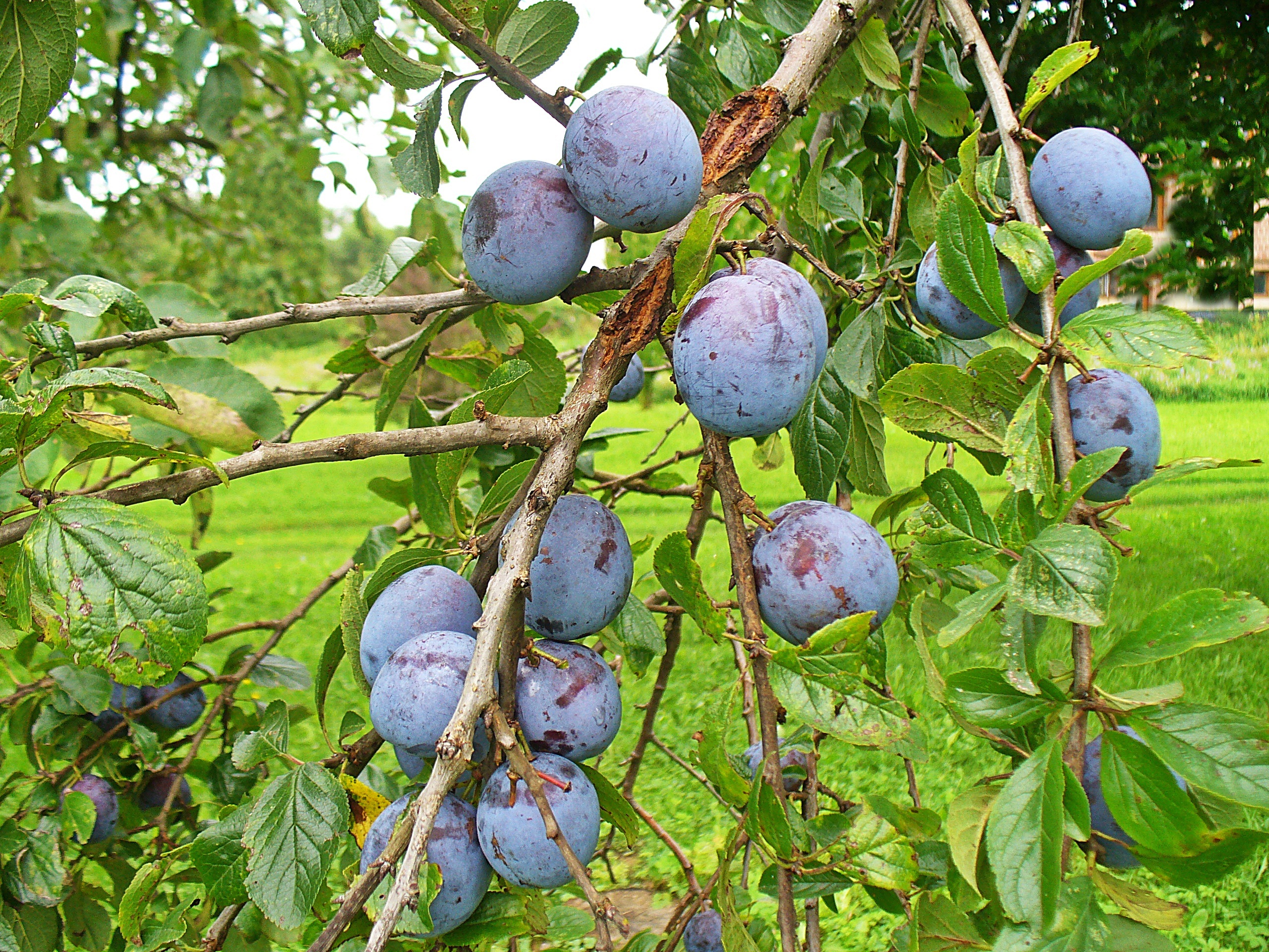 Detail Gambar Buah Segar Di Pohon Nomer 7