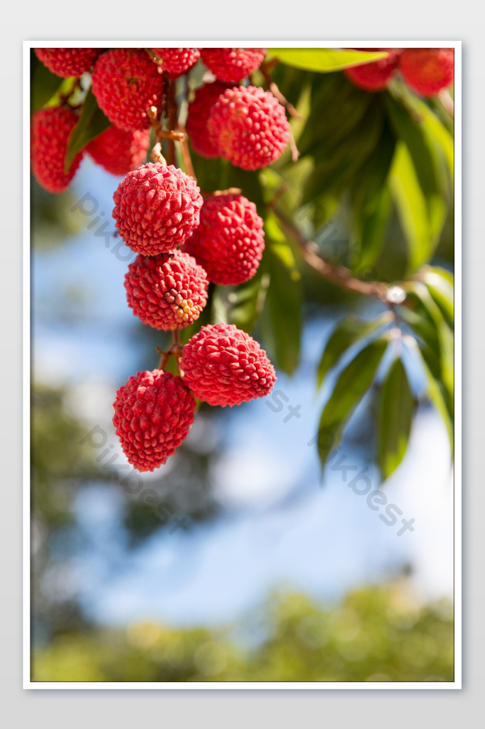 Detail Gambar Buah Segar Di Pohon Nomer 10