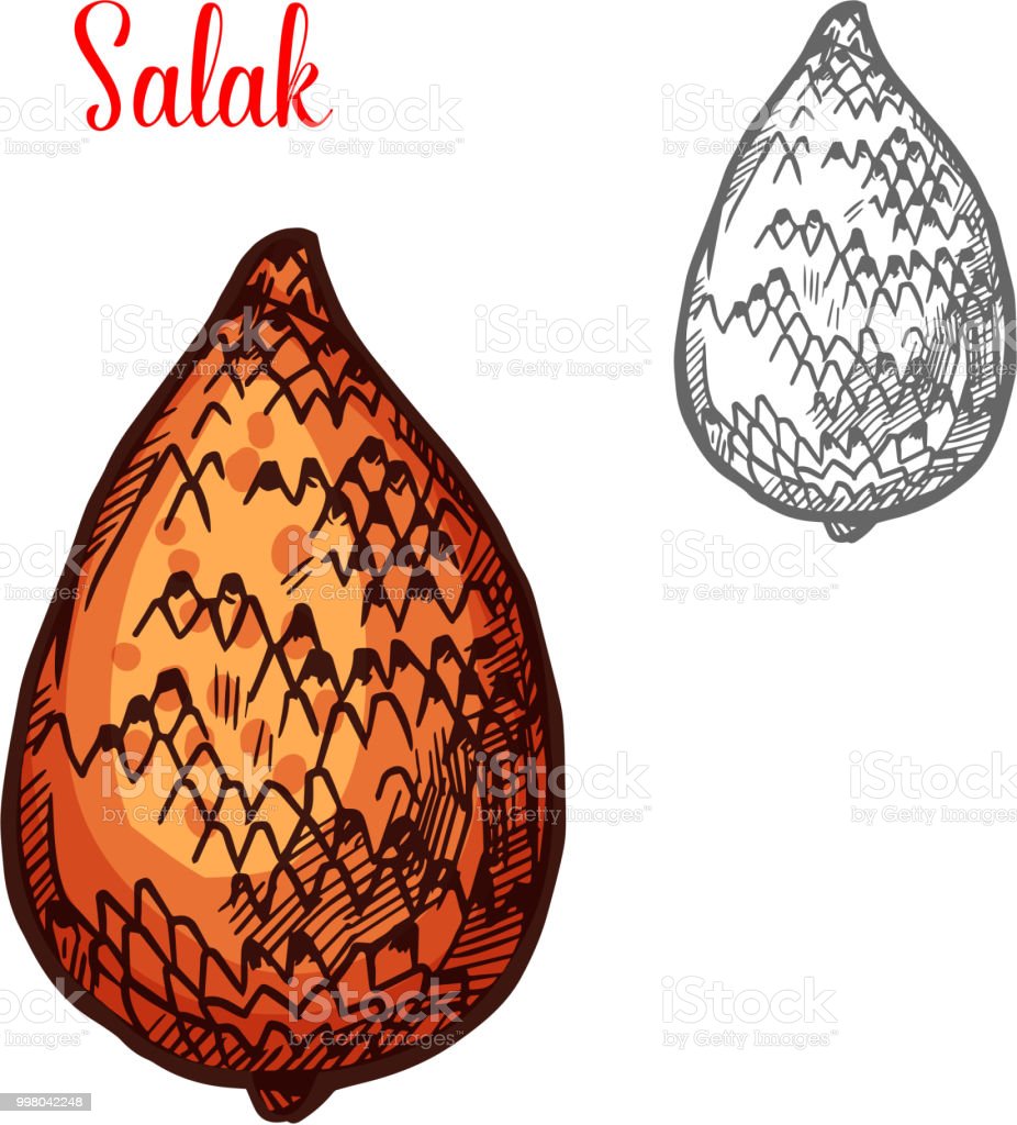 Detail Gambar Buah Sketsa Nomer 35