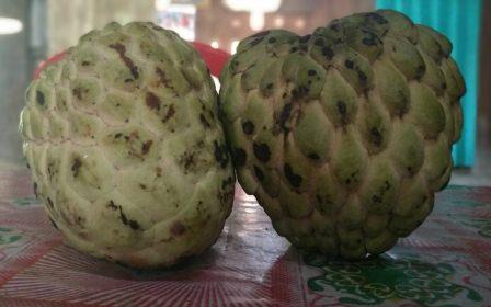 Detail Gambar Buah Srikaya Nomer 20