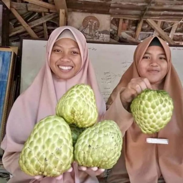 Detail Gambar Buah Srikaya Nomer 33