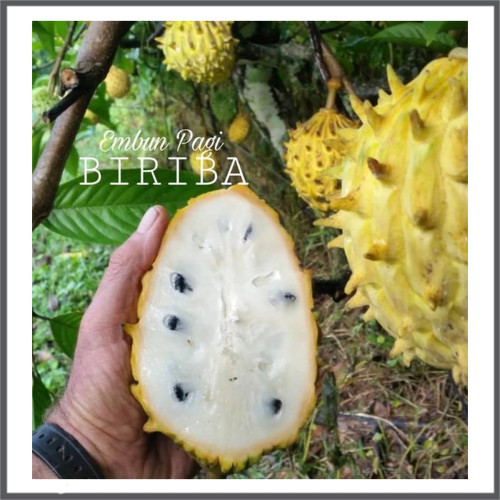 Detail Gambar Buah Srikaya Nomer 35