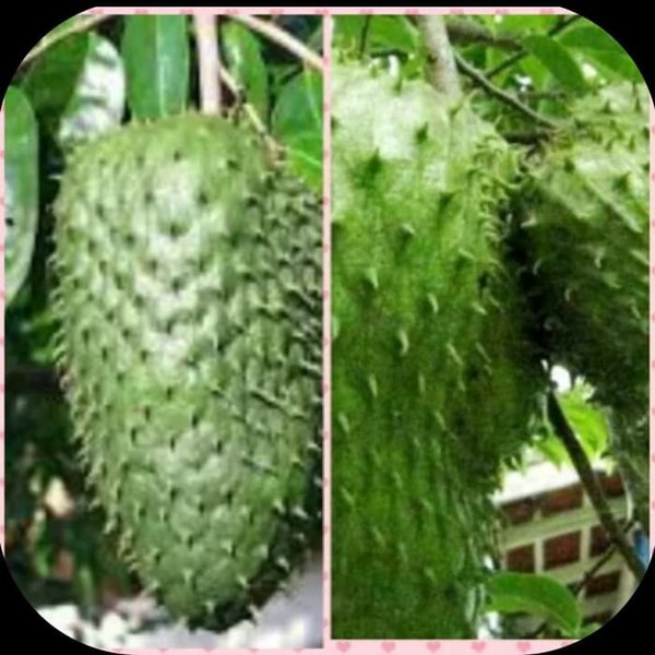 Detail Gambar Buah Srikaya Dan Sirsak Nomer 10