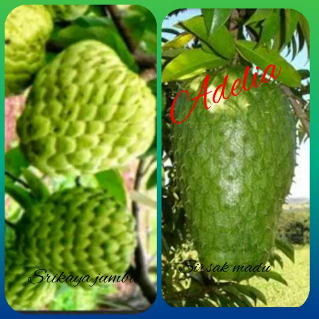 Detail Gambar Buah Srikaya Dan Sirsak Nomer 2