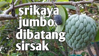 Detail Gambar Buah Srikaya Dan Sirsak Nomer 18