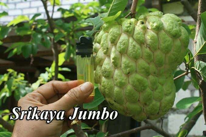 Detail Gambar Buah Srikaya Dan Sirsak Nomer 22