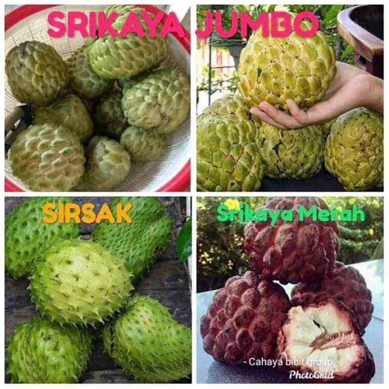 Detail Gambar Buah Srikaya Dan Sirsak Nomer 51