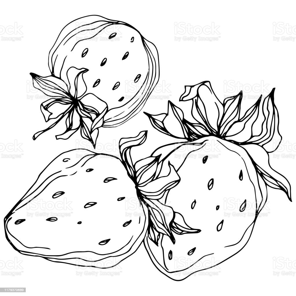 Detail Gambar Buah Strawberry Hitam Putih Nomer 13