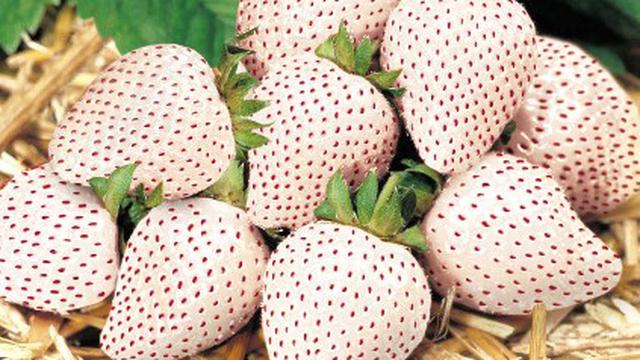 Detail Gambar Buah Strawberry Hitam Putih Nomer 20