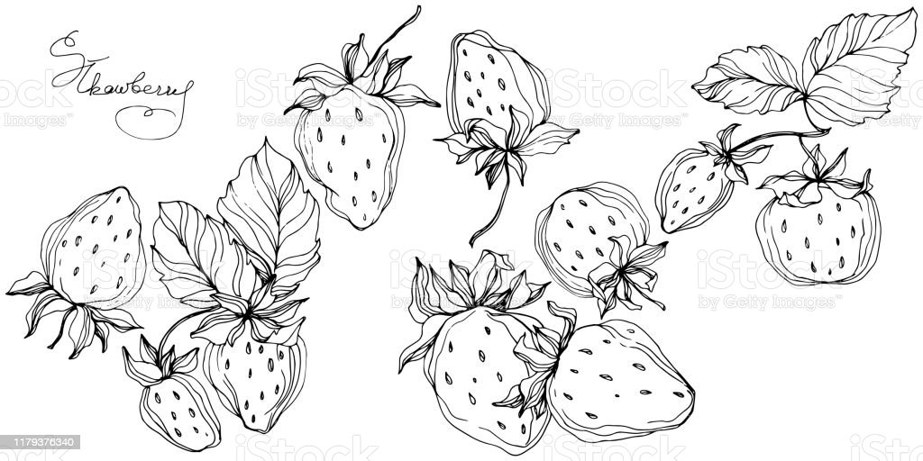 Detail Gambar Buah Strawberry Hitam Putih Nomer 37