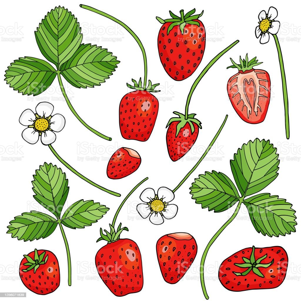 Detail Gambar Buah Stroberi Kartun Nomer 40