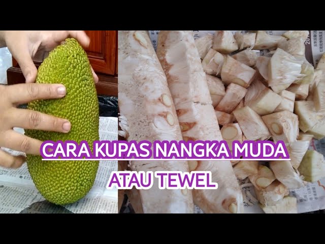 Detail Gambar Buah Tewel Nomer 53