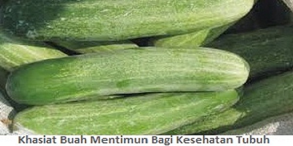 Detail Gambar Buah Timun Nomer 37