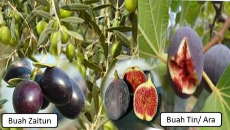 Detail Gambar Buah Tin Dan Zaitun Nomer 37