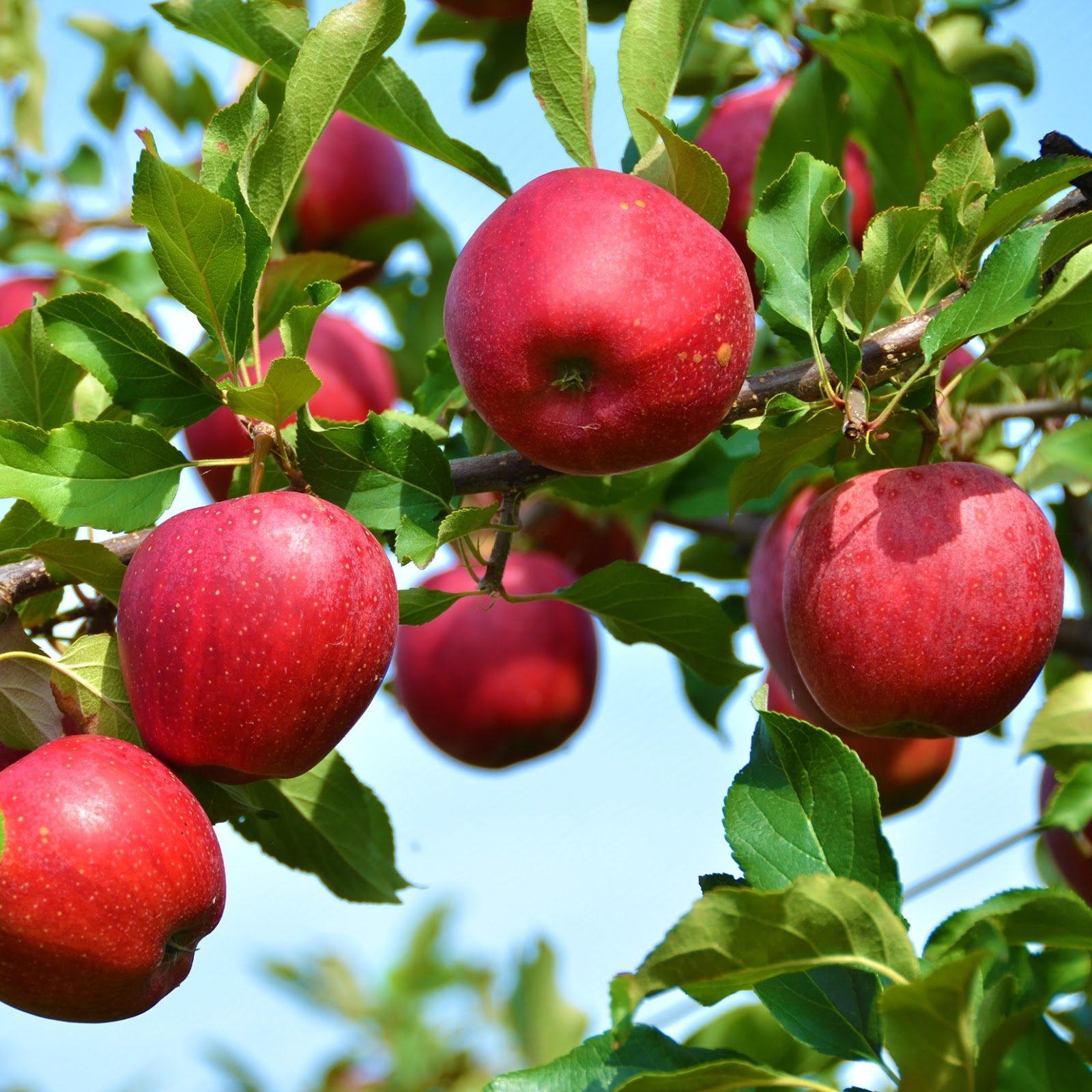 Detail Gambar Buah Yang Berwarna Merah Nomer 28