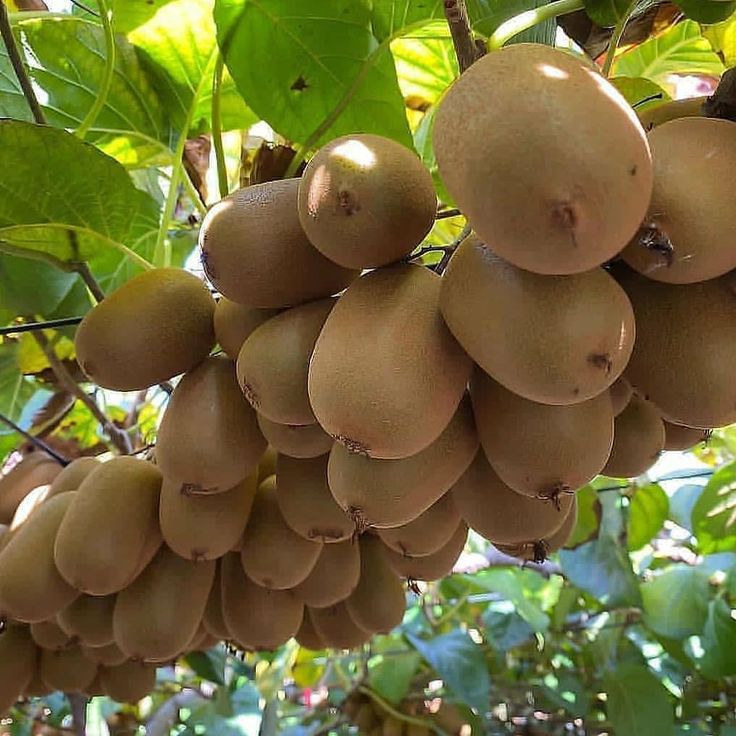 Detail Gambar Buah Yang Tidak Bisa Dimakan Nomer 30