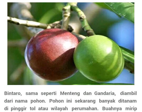 Detail Gambar Buah Yang Tidak Bisa Dimakan Nomer 8