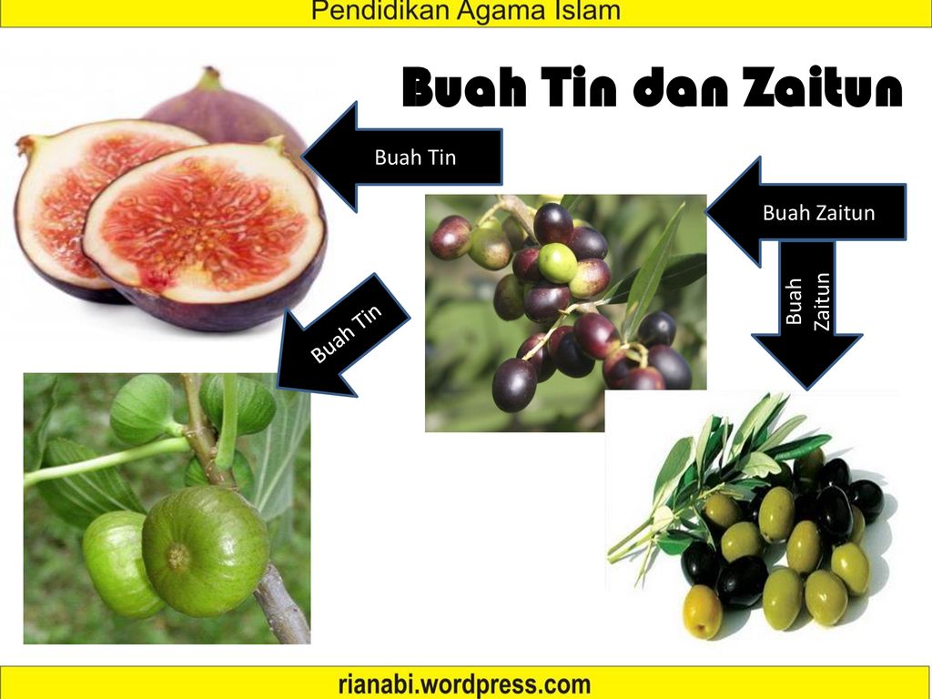 Detail Gambar Buah Zaitun Dan Buah Tin Nomer 30