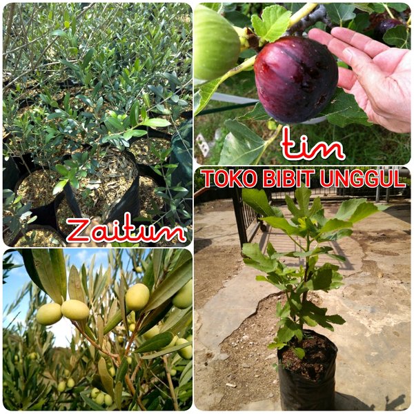 Detail Gambar Buah Zaitun Dan Buah Tin Nomer 36