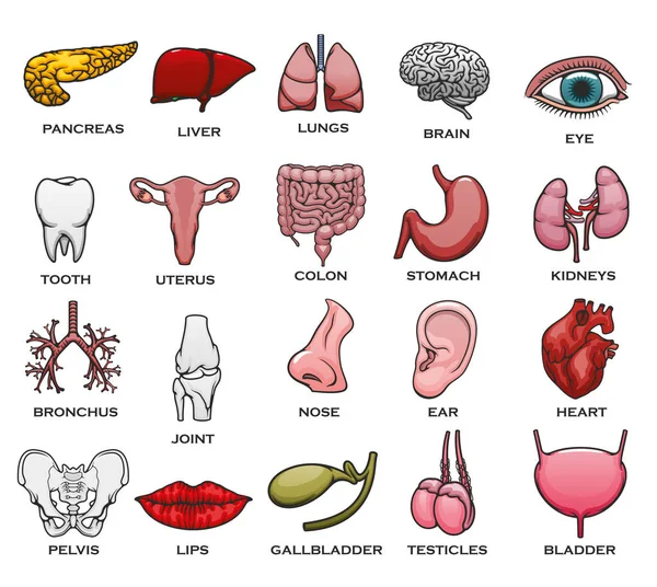 Detail Gambar Buah Zakar Nomer 57