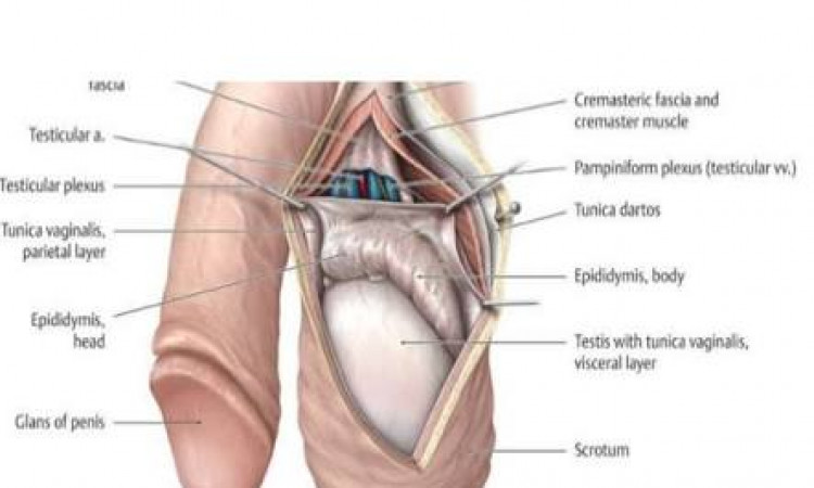 Detail Gambar Buah Zakar Pria Nomer 3