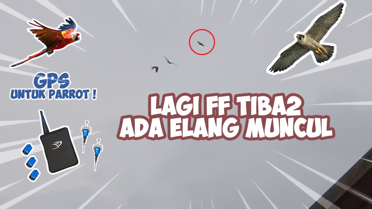 Detail Gambar Buat Burung Nomer 23