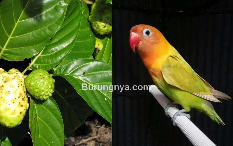 Detail Gambar Buat Burung Nomer 33