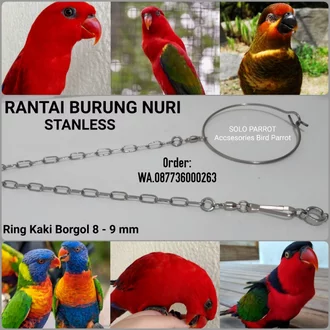 Detail Gambar Buat Burung Nomer 34