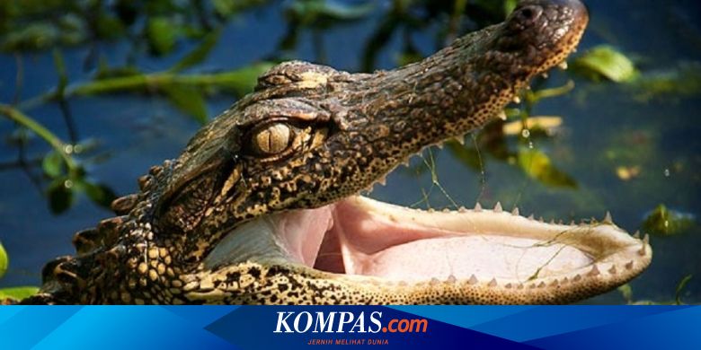 Detail Gambar Buaya Yang Ingin Diwarnai Nomer 14