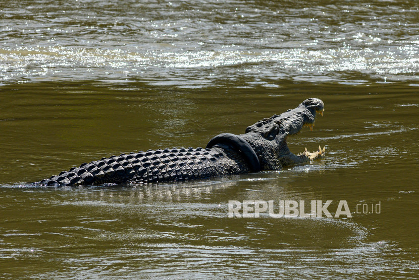 Detail Gambar Buaya Yang Ingin Diwarnai Nomer 18