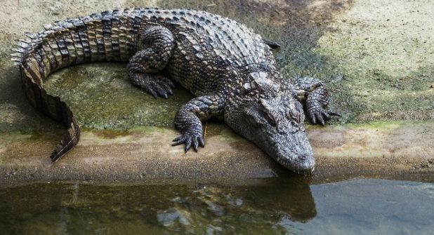 Detail Gambar Buaya Yang Ingin Diwarnai Nomer 26